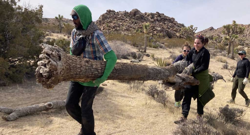 Three people carry a dead tree during a service project